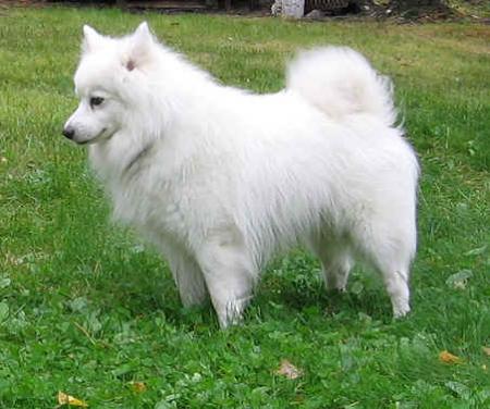 boubi